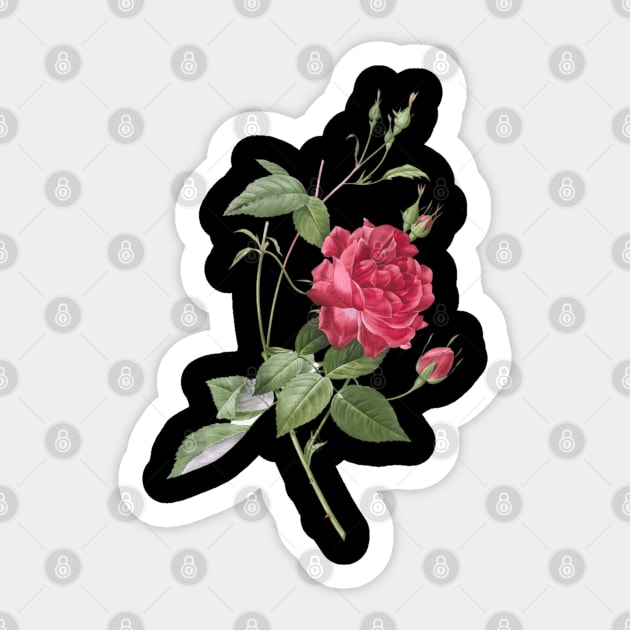 Blood-Red Bengal Rose Sticker by Storing